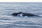 humpback whale