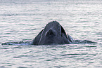 humpback whale