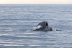 humpback whale