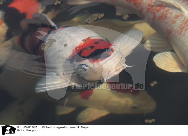 Koi in the pond / JM-01681