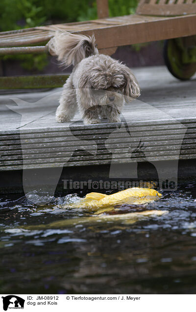 dog and Kois / JM-08912