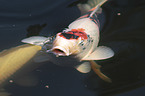 Koi in the pond