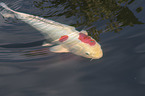 Koi in the pond