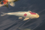 Koi in the pond