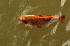 Koi