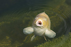 Koi