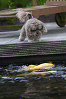 dog and Kois