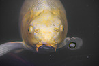 Koi