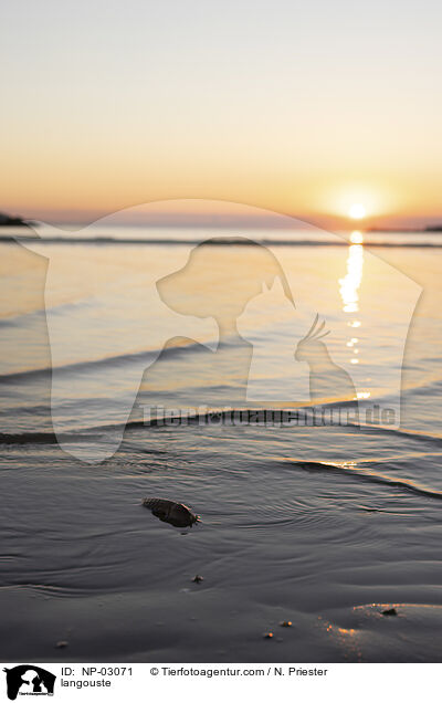 langouste / NP-03071