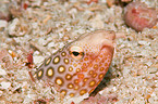 Spotted snake eel