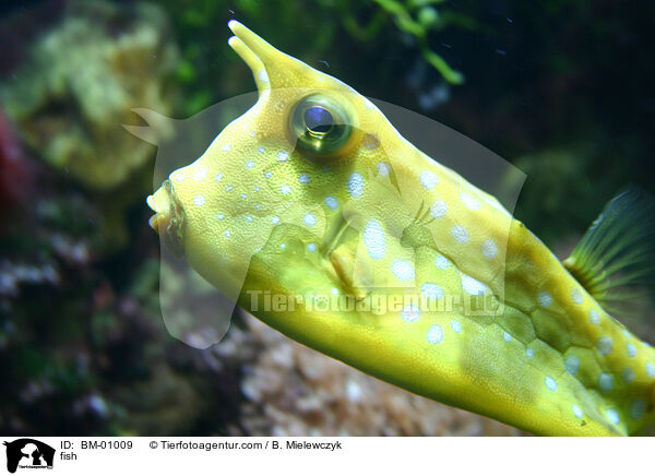 Kuhfisch / fish / BM-01009