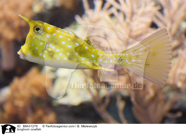 Kuhfisch / longhorn cowfish / BM-01276