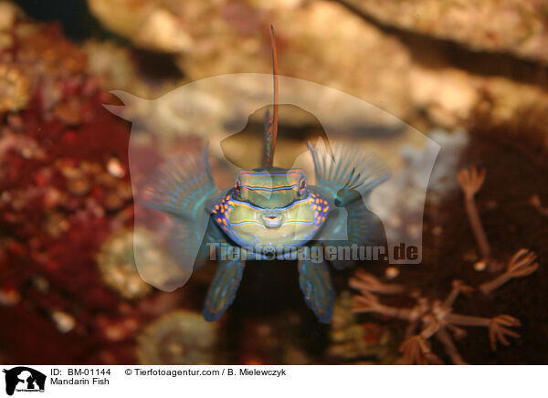 Mandarinfisch / Mandarin Fish / BM-01144