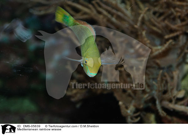 Meerjunker / Mediterranean rainbow wrasse / DMS-05639
