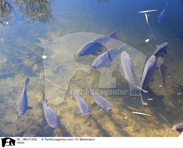 carps / HB-01258