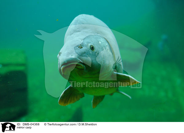 mirror carp / DMS-04368