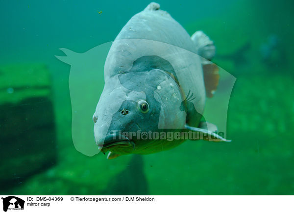 mirror carp / DMS-04369