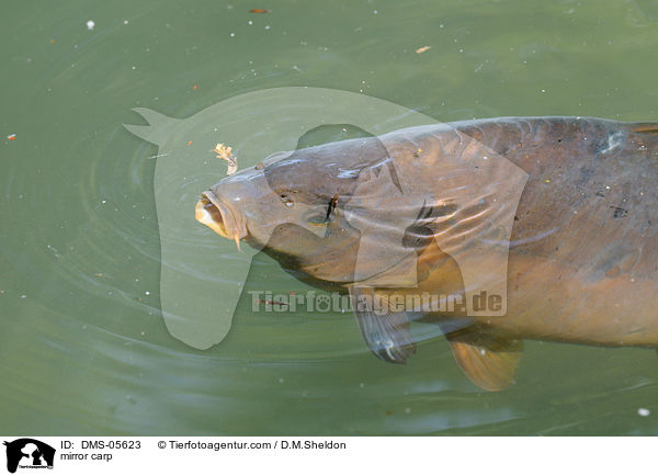 mirror carp / DMS-05623