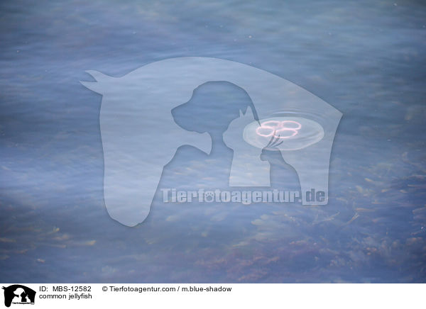 common jellyfish / MBS-12582