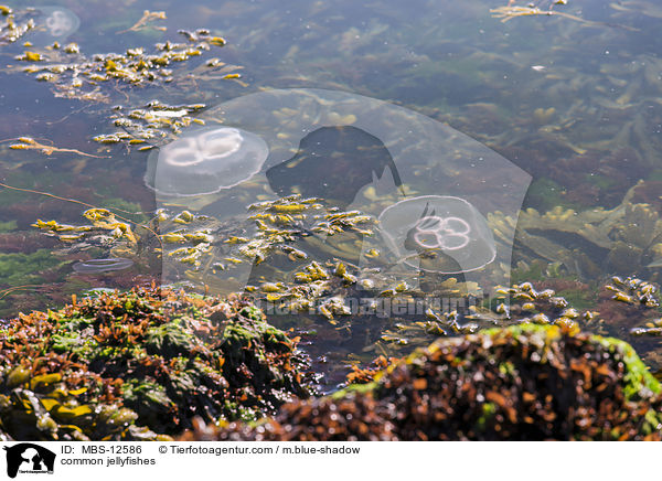 common jellyfishes / MBS-12586