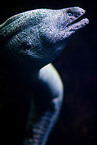 moray eel