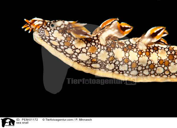 Baumschnecke / sea snail / PEM-01172