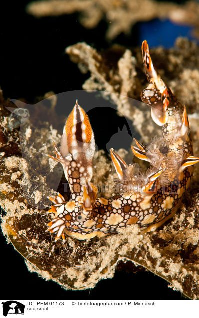 Baumschnecke / sea snail / PEM-01173