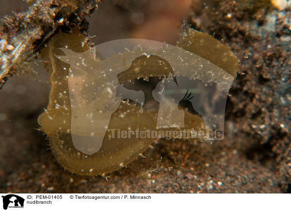 Baumschnecke / nudibranch / PEM-01405