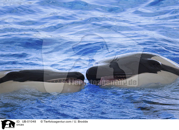 Schwertwale / orcas / UB-01048