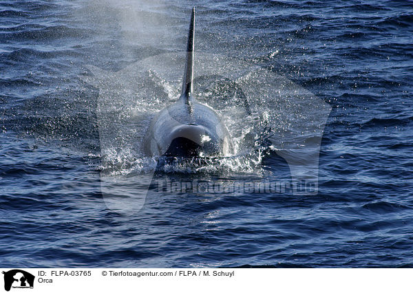 Schwertwal / Orca / FLPA-03765