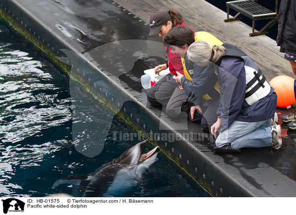 Pacific white-sided dolphin / HB-01575
