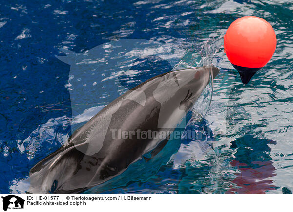 Pacific white-sided dolphin / HB-01577
