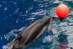 Pacific white-sided dolphin