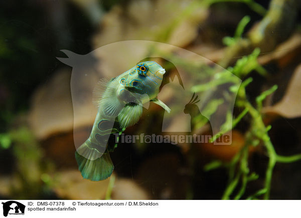 LSD-Leierfisch / spotted mandarinfish / DMS-07378
