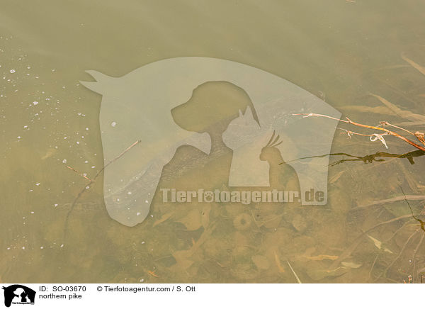 Hecht / northern pike / SO-03670