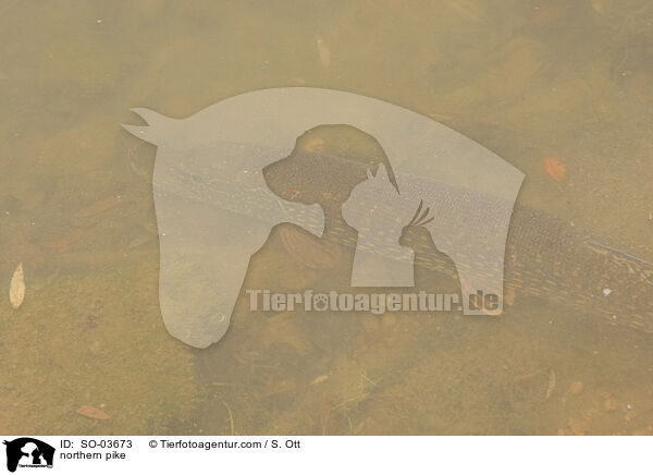 Hecht / northern pike / SO-03673