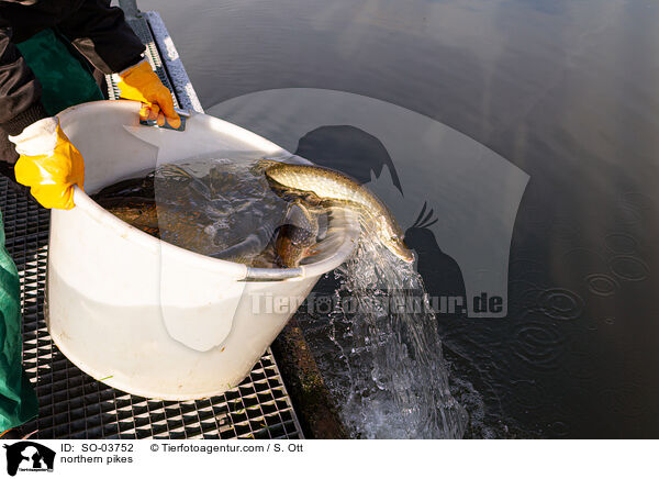 Hechte / northern pikes / SO-03752