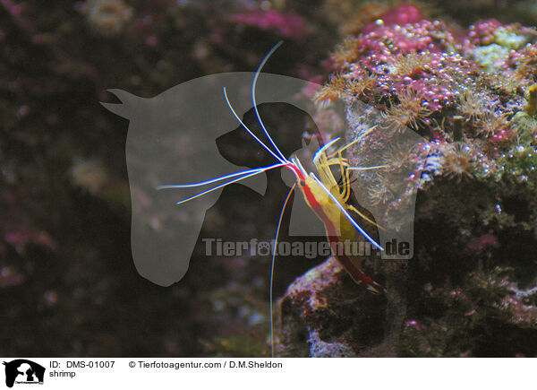 Garnele / shrimp / DMS-01007