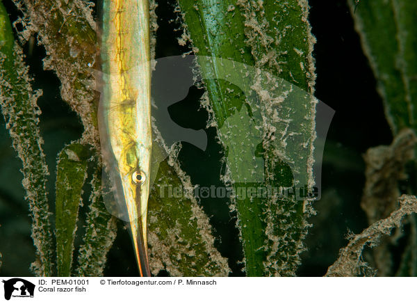 Rasiermesserfisch / Coral razor fish / PEM-01001