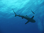 reef shark