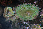 sea anemones