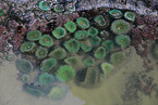 sea anemones