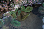 sea anemones