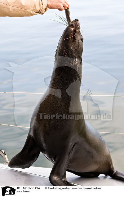 sea bear / MBS-06134