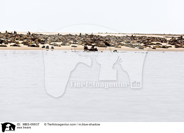 sea bears / MBS-06637