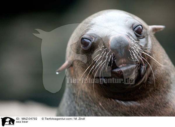 Seebr / sea bear / MAZ-04792