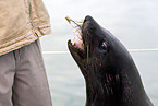 sea bear