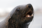 sea bear