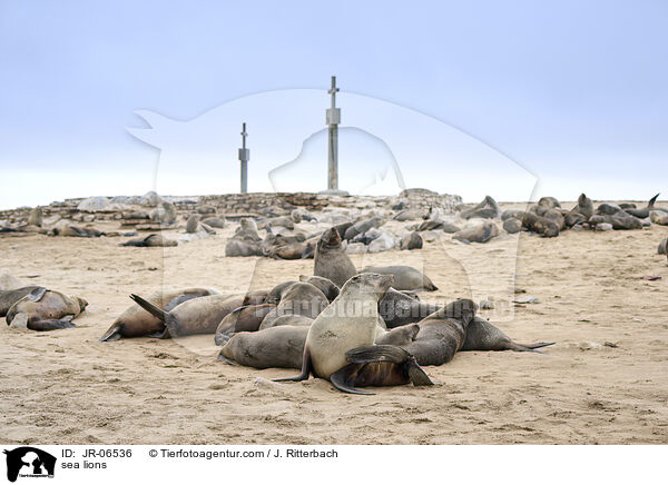 Seelwen / sea lions / JR-06536