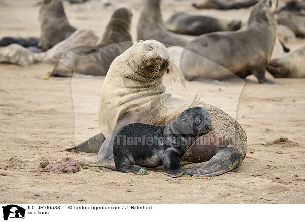 Seelwen / sea lions / JR-06538